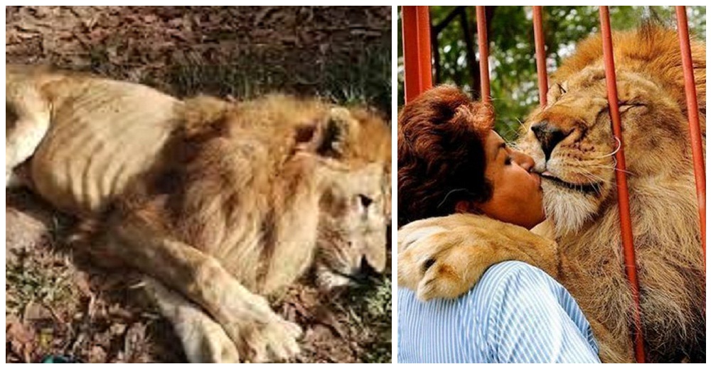 El drama del león rescatado de un circo que terminó gravemente enfermo en un zoológico