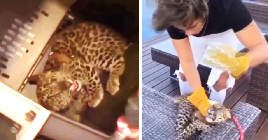 Expulsan a este artista de un reality show por sus agresiones contra un leopardo bebé