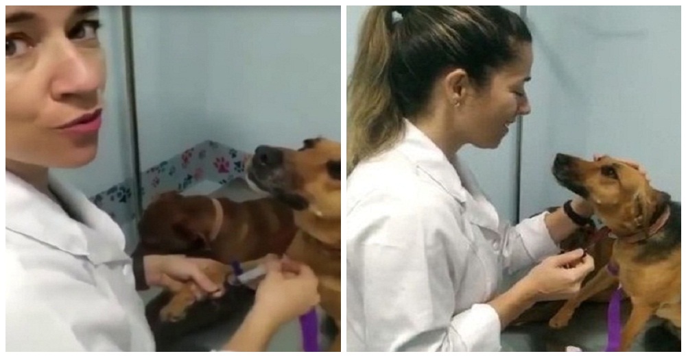 Graban la reacción de una perrita al ser atendida por su veterinaria y se hace viral