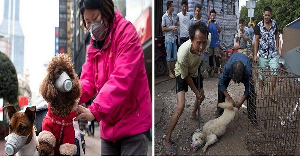 «Comer carne de perro es parte de la cultura del país»–El polémico mensaje de una empresa china «Comer carne de perro es parte de la cultura del país»–El polémico mensaje de una empresa china