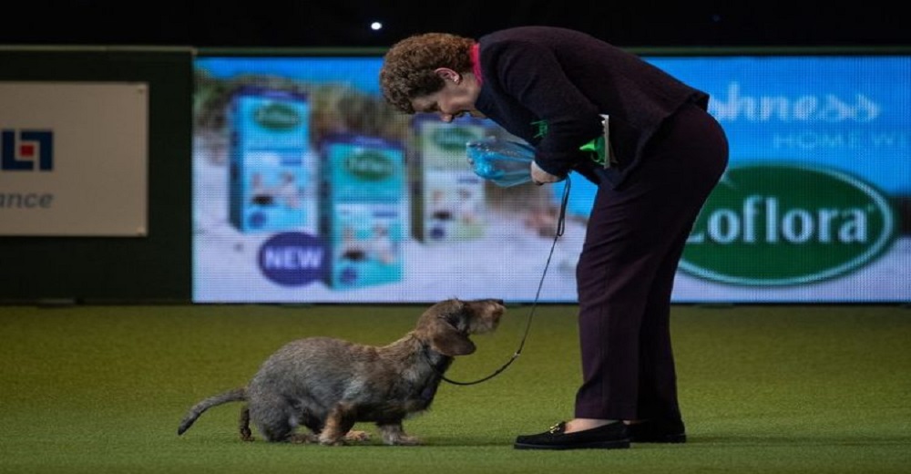 Perrita ganadora de una competencia canina deja avergonzada a su dueña en su vuelta de honor Perrita ganadora de una competencia canina deja avergonzada a su dueña en su vuelta de honor