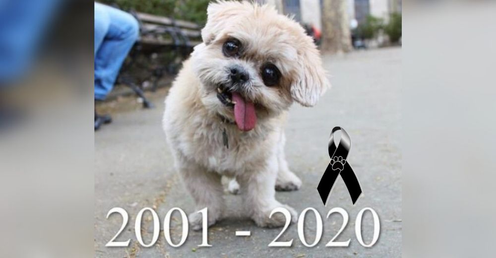 Los 2 millones de seguidores de «Marnie The Dog» quedan devastados tras la noticia de su partida Los 2 millones de seguidores de «Marnie The Dog» quedan devastados tras la noticia de su partida