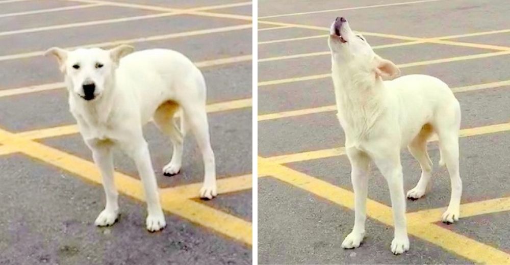 Perrita lloró devastada durante 9 días en el mismo lugar donde la abandonó su dueño