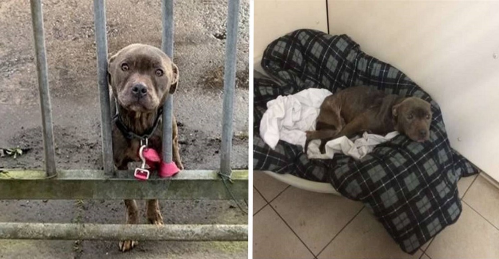 La triste mirada de súplica de una perrita abandonada y atada en las puertas de un refugio La triste mirada de súplica de una perrita abandonada y atada en las puertas de un refugio