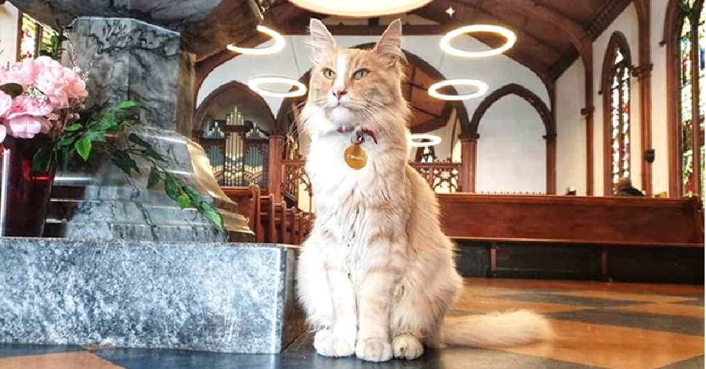 Miles de personas viajan sólo para tomarse fotos con este gato conocido como el Rey del país Miles de personas viajan sólo para tomarse fotos con este gato conocido como el Rey del país