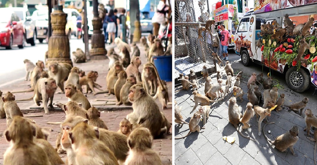 La inesperada cara del coronavirus: monos hambrientos buscan desesperadamente comida en la calle