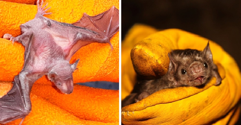 Atacan con fuego a los murciélagos por los rumores que los culpan de desatar la pandemia