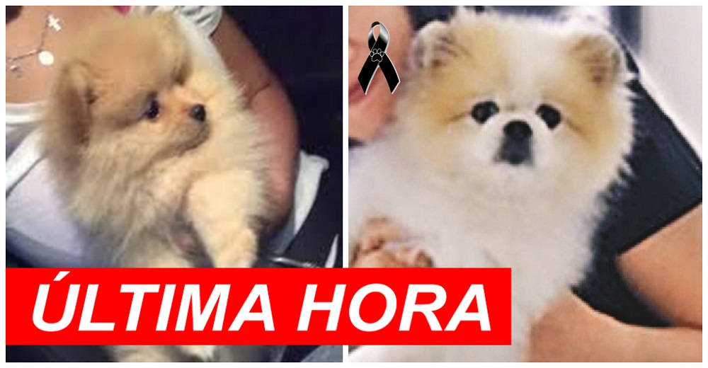 Muere el primer perrito diagnosticado con coronavirus tras haberle dado el alta Muere el primer perrito diagnosticado con coronavirus tras haberle dado el alta