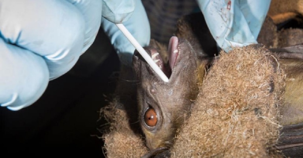Los inocentes murciélagos no son los culpables del coronavirus, los humanos sí