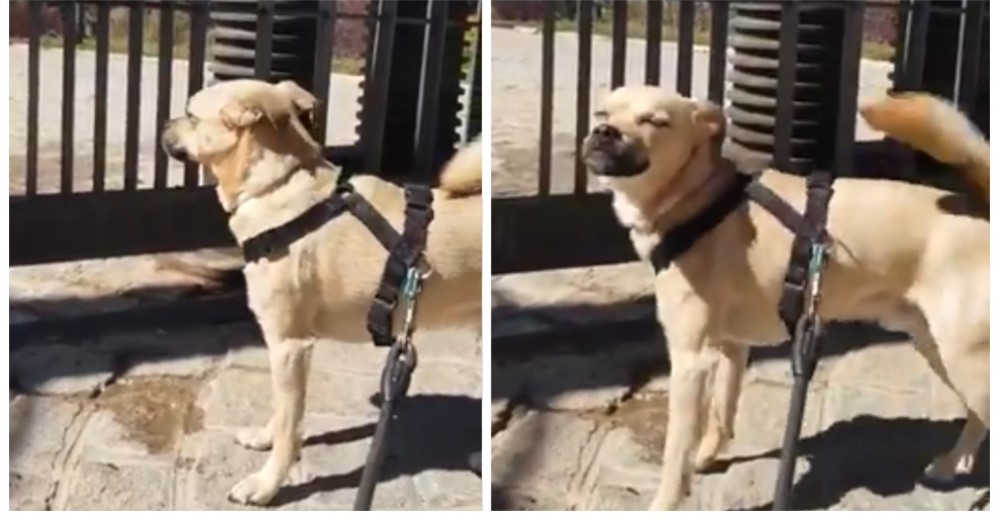 Graba a su perro que llora sin entender por qué el parque está cerrado por coronavirus