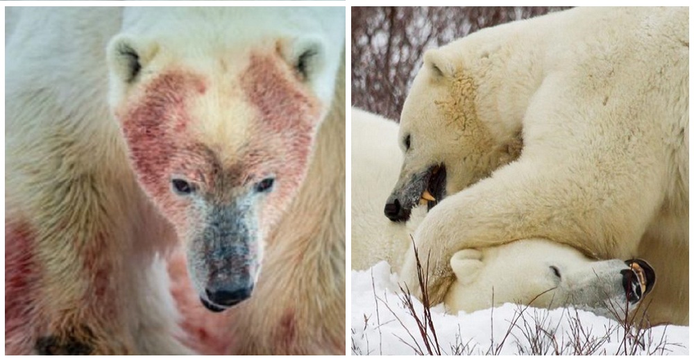 Capturan impactantes escenas de osos polares obligados a comerse entre sí para sobrevivir