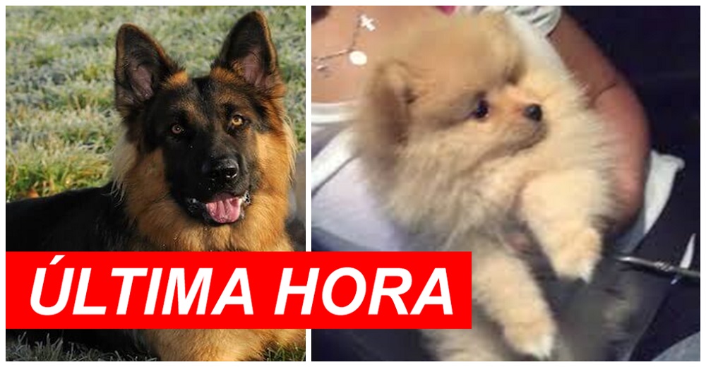 Un segundo perro da positivo para coronavirus y los expertos tranquilizan a los dueños Un segundo perro da positivo para coronavirus y los expertos tranquilizan a los dueños