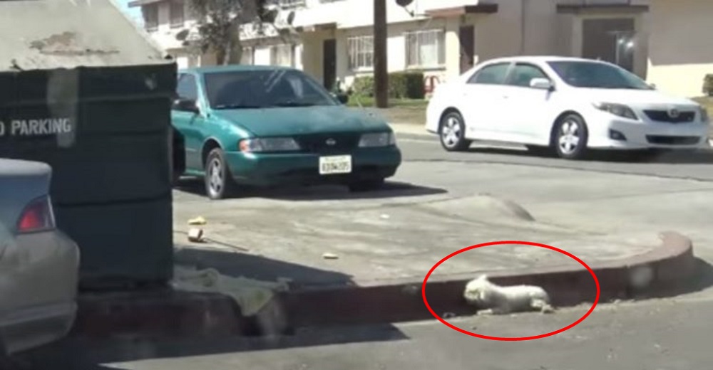 Una perrita pasa 24 horas en un basurero esperando su final, rogaba que alguien se conmoviera