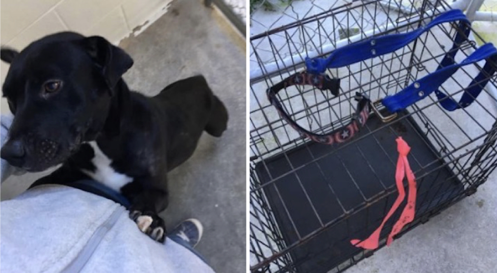 Su dueño la abandonó atada a una jaula en la que luchaban por sobrevivir sus 4 cachorros Su dueño la abandonó atada a una jaula en la que luchaban por sobrevivir sus 4 cachorros