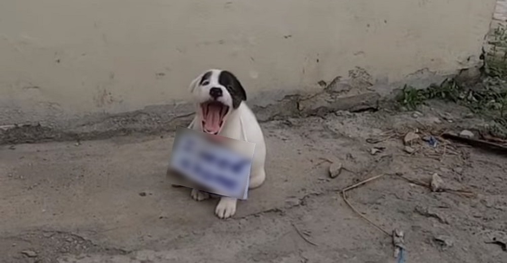Ven a un cachorrito gritando en la calle hasta que leen el triste mensaje en su pecho Ven a un cachorrito gritando en la calle hasta que leen el triste mensaje en su pecho