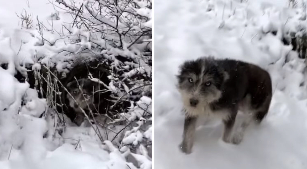 Rescatan a la perrita que se quedó atrapada en una tubería en la nieve con sus cachorritos Rescatan a la perrita que se quedó atrapada en una tubería en la nieve con sus cachorritos