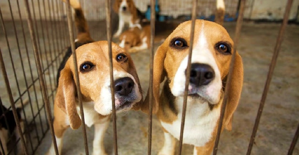 Miles de animales de laboratorio tendrán una segunda oportunidad para vivir como se merecen Miles de animales de laboratorio tendrán una segunda oportunidad para vivir como se merecen