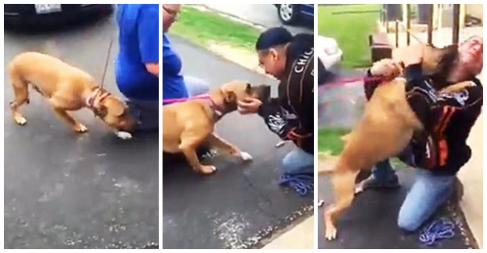 Graban el emotivo encuentro entre y un hombre y su perro tras años de ser injustamente separados Graban el emotivo encuentro entre y un hombre y su perro tras años de ser injustamente separados