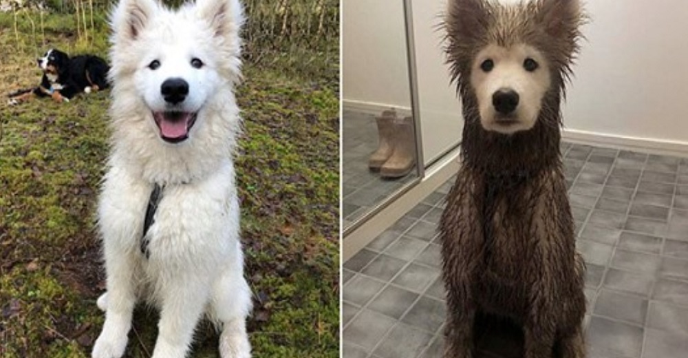 Cachorro travieso que termina repleto de barro excepto su carita enloquece a las redes Cachorro travieso que termina repleto de barro excepto su carita enloquece a las redes