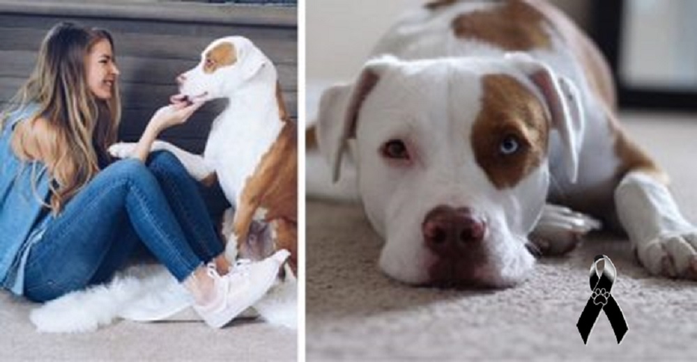 Advierte del accidente doméstico que cobró la vida de su amado perrito – «Nadie te habla de eso» Advierte del accidente doméstico que cobró la vida de su amado perrito – «Nadie te habla de eso»