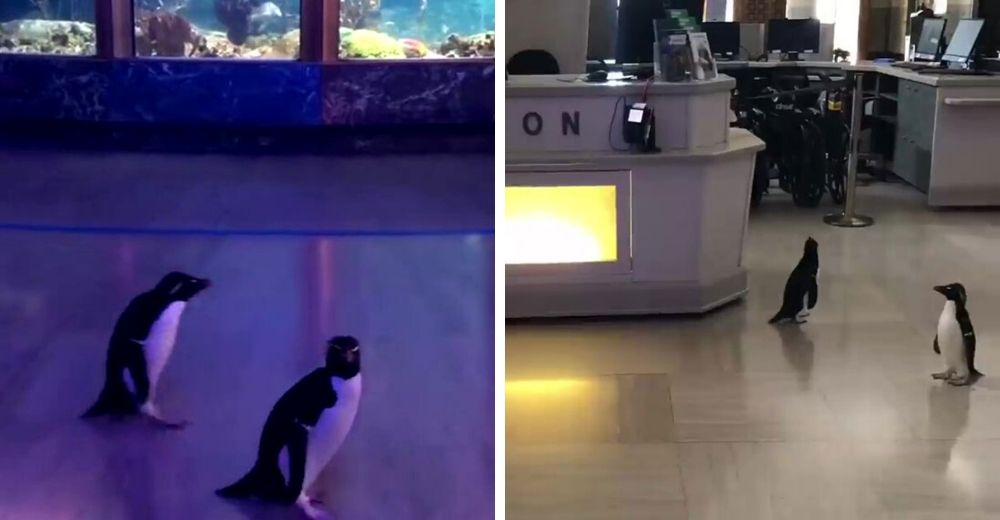 Pingüinos aprovechan el brote del coronavirus para adueñarse de un acuario que cerró al público