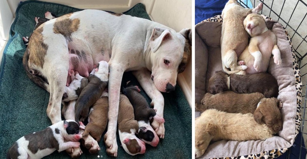 Luchó por encontrar un lugar seguro en la calle para dar a luz a sus cachorritos hasta recibió ayuda Luchó por encontrar un lugar seguro en la calle para dar a luz a sus cachorritos hasta recibió ayuda