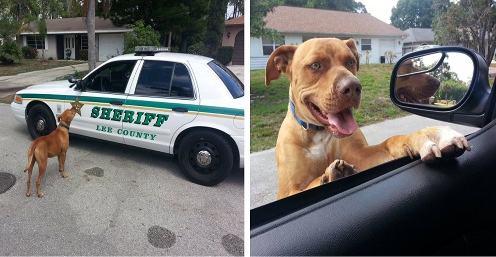 Policías buscan a un «peligroso» pitbull suelto y de pronto se lo encuentran cara a cara Policías buscan a un «peligroso» pitbull suelto y de pronto se lo encuentran cara a cara