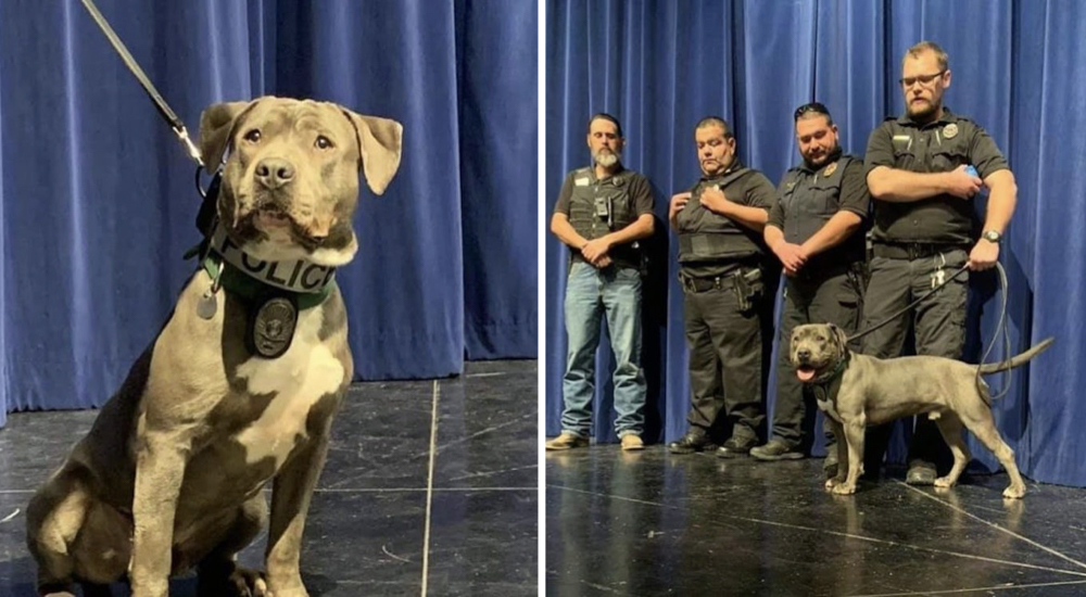 Perrito rescatado se convierte en valeroso K9 y sorprende a todos con su primera gran misión