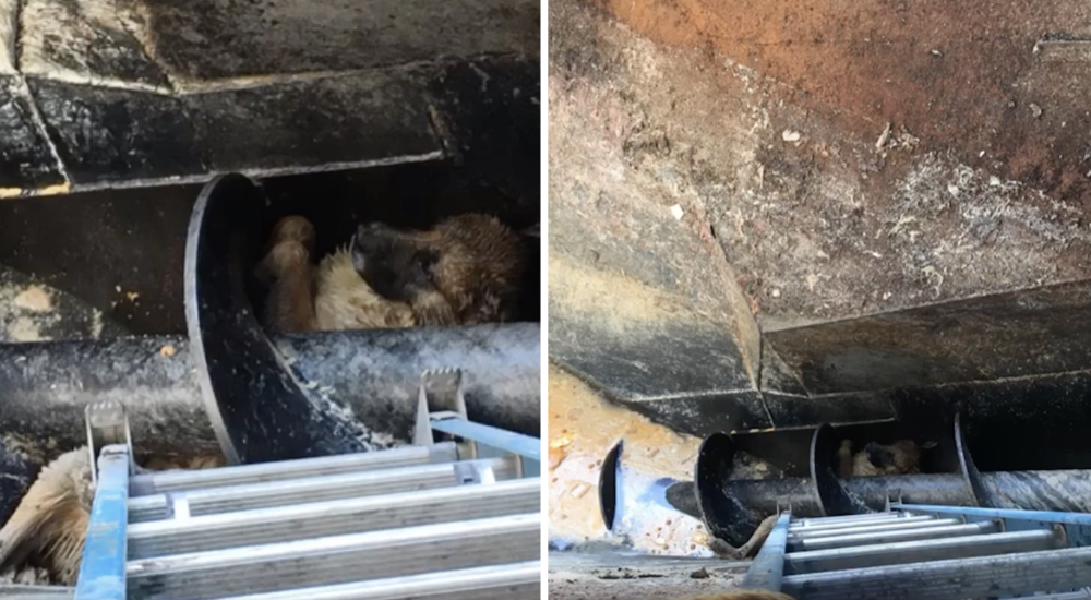 Perrito luchaba por su vida tras quedar atrapado en un procesador de carne pero no era su final Perrito luchaba por su vida tras quedar atrapado en un procesador de carne pero no era su final