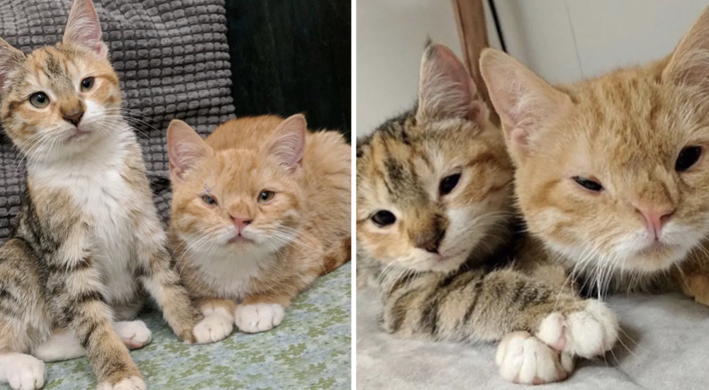Esta gata con una condición especial no deja de proteger a su hermanito desde que los salvaron Esta gata con una condición especial no deja de proteger a su hermanito desde que los salvaron