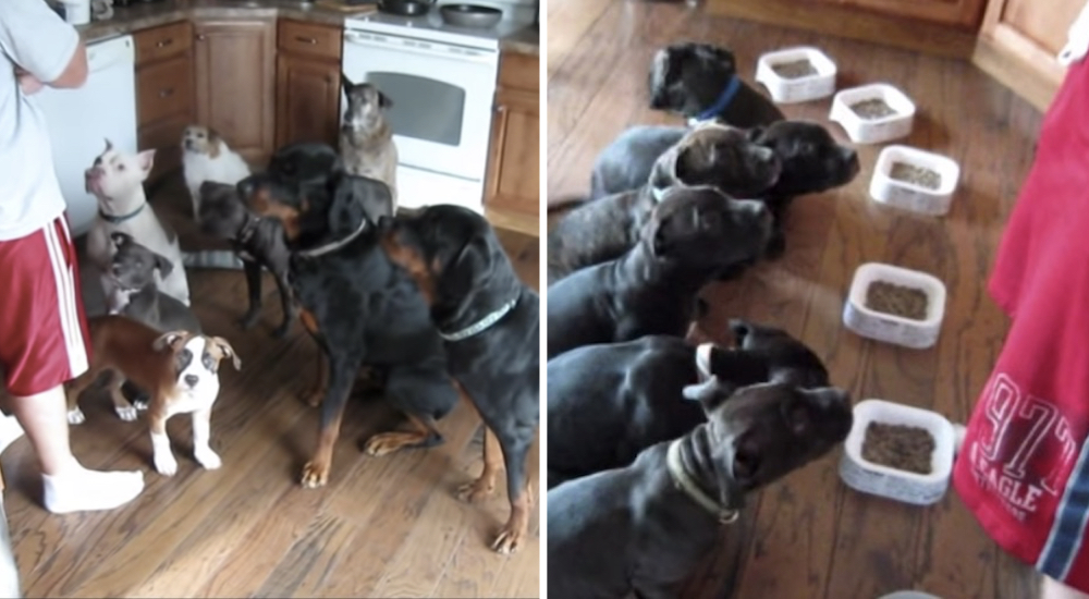 El método para que sus perritos esperen la cena con mucha educación y paciencia se hace viral