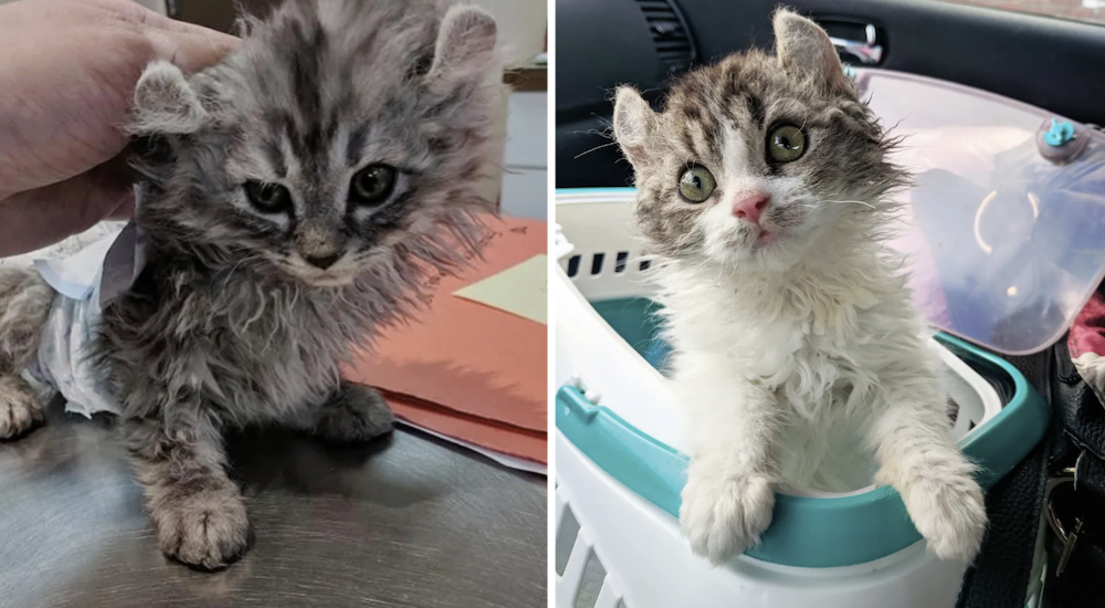 Un gatito que nació sin cola recibe la oportunidad que necesitaba y se reúne con su hermana Un gatito que nació sin cola recibe la oportunidad que necesitaba y se reúne con su hermana