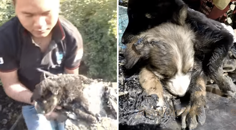 Salvan a un perrito que luchaba por sobrevivir atrapado en alquitr谩n con sus hermanos fallecidos Salvan a un perrito que luchaba por sobrevivir atrapado en alquitr谩n con sus hermanos fallecidos