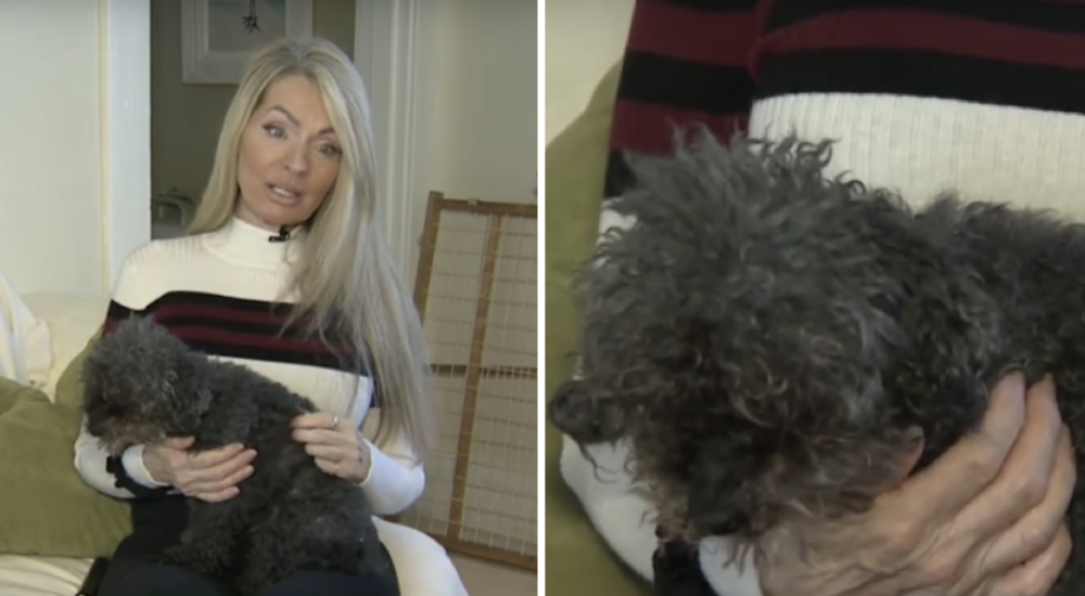 Rompe a llorar después de que su perrita ciega y sorda fue víctima de un inesperado «secuestro» Rompe a llorar después de que su perrita ciega y sorda fue víctima de un inesperado «secuestro»