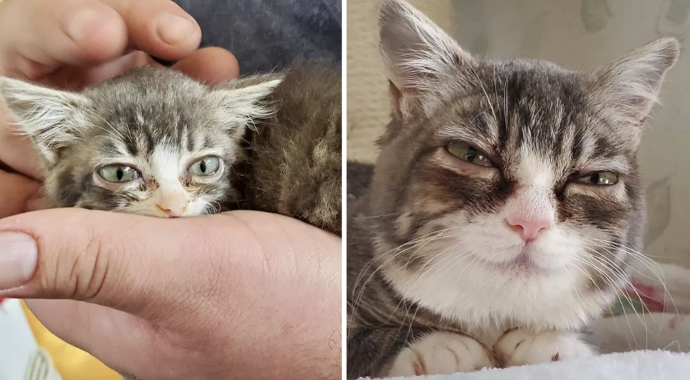 Esta gatita con extraña condición se vuelve la cosa más tierna cuando comienza a dormirse Esta gatita con extraña condición se vuelve la cosa más tierna cuando comienza a dormirse