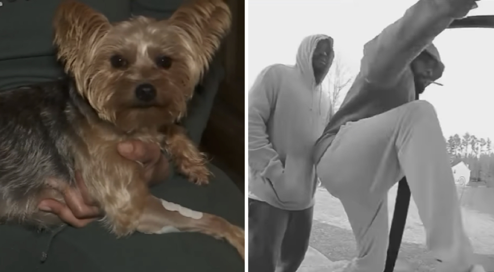 Perrita no es consciente de su pequeño tamaño y logra que los ladrones huyan despavoridos Perrita no es consciente de su pequeño tamaño y logra que los ladrones huyan despavoridos