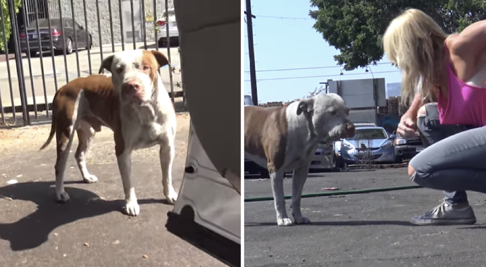 Rescatistas se quedan atónitos con el rescate más diferente que hubieran esperado de un pitbull Rescatistas se quedan atónitos con el rescate más diferente que hubieran esperado de un pitbull