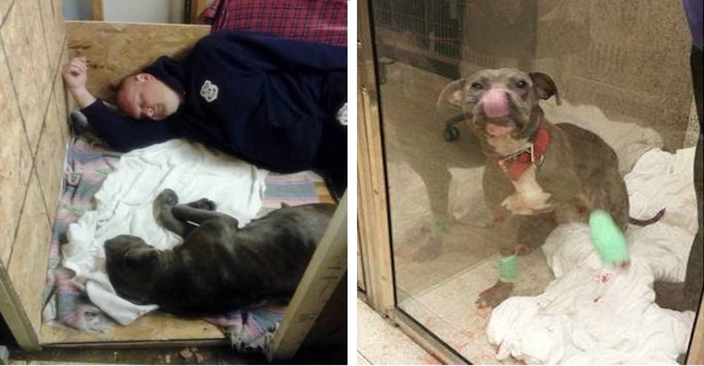 Policía va más allá de su deber tras auxiliar a un perrito terriblemente abusado en la calle Policía va más allá de su deber tras auxiliar a un perrito terriblemente abusado en la calle
