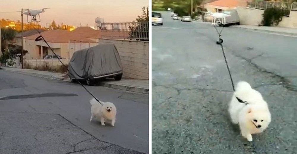 Graban lo que hace un dueño para ingeniárselas para pasear a su perro sin romper la cuarentena Graban lo que hace un dueño para ingeniárselas para pasear a su perro sin romper la cuarentena