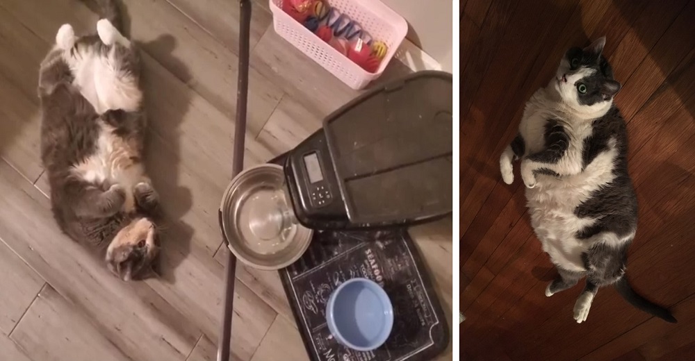 Una gata se queda junto al dispensador de alimentos desesperada hasta que logre obtener comida Una gata se queda junto al dispensador de alimentos desesperada hasta que logre obtener comida