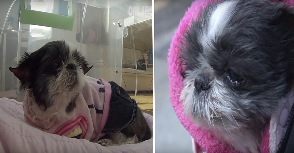 Perrita enferma terminal del corazón sólo suplica cumplir su último deseo antes de morir Perrita enferma terminal del corazón sólo suplica cumplir su último deseo antes de morir