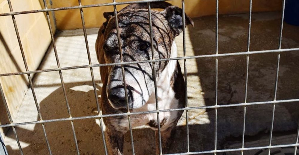 Desde un refugio suplican que alguien cumpla el sueño de un perro anciano abandonado Desde un refugio suplican que alguien cumpla el sueño de un perro anciano abandonado