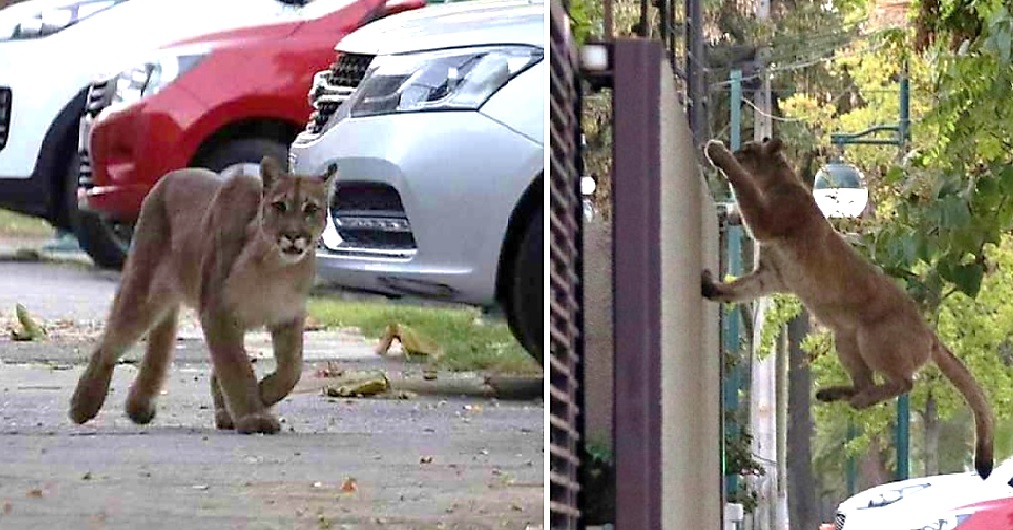 Un joven puma aparece merodeando por las calles –Ver que no hay humanos lo hacía sentirse seguro