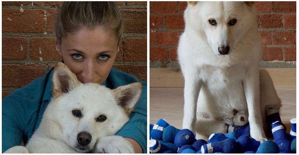 Viaja al otro lado del mundo para rescatar a un perrito amputado que sería la cena de alguien