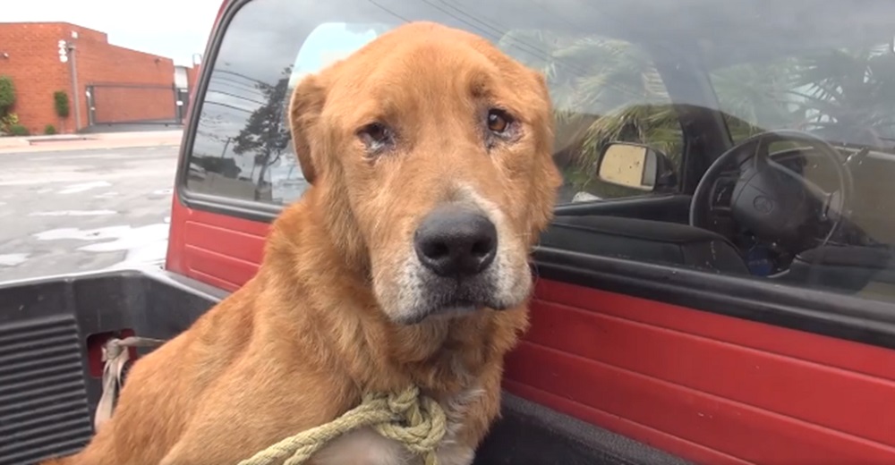 Perro espera hambriento y con el corazón roto que su familia se apiade de él