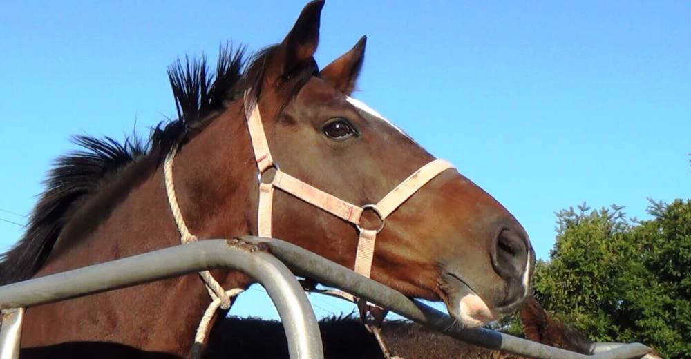 Organización «animalista» decide el peor destino para los caballos de carrera que ya no sirven