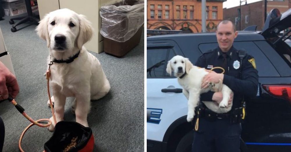 En el departamento de policía quedaron conmovidos cuando esta cachorrita se presentó a trabajar En el departamento de policía quedaron conmovidos cuando esta cachorrita se presentó a trabajar
