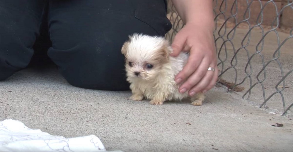 Rescatan a un cachorrito de un destino fatal y conoce a otro animal que lo ayuda a recuperarse Rescatan a un cachorrito de un destino fatal y conoce a otro animal que lo ayuda a recuperarse