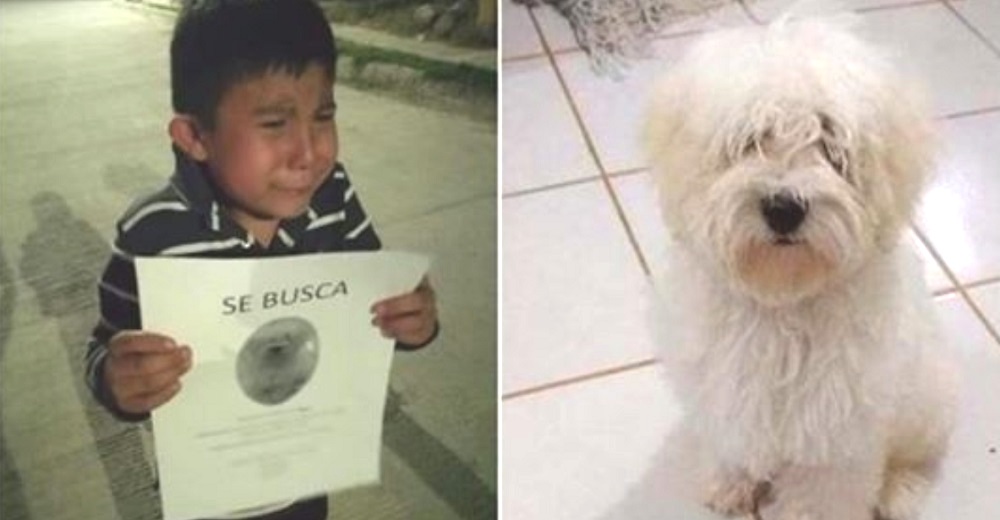 Aparece el perrito perdido al que su pequeño humano lo buscaba llorando por las calles