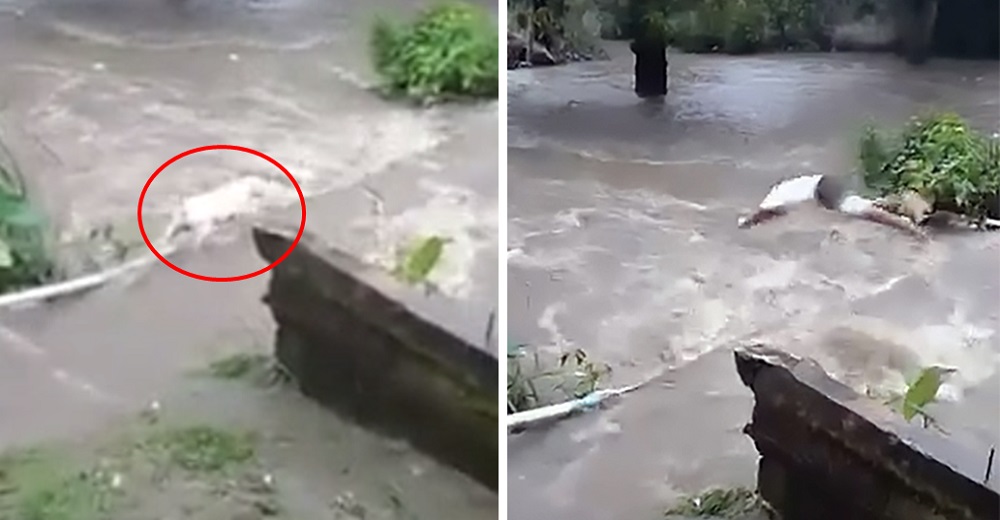 No duda un segundo en saltar al torrente mortal al ver que su amado perrito moriría ahogado